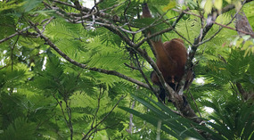 Tortuguero42