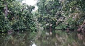 Tortuguero43