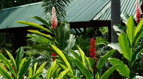 Tortuguero45