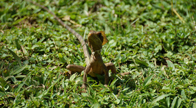 Tortuguero46