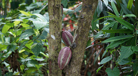 Tortuguero49