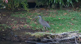 Tortuguero5