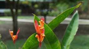 Tortuguero50