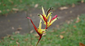 Tortuguero51