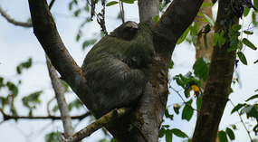 Tortuguero56