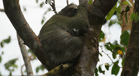 Tortuguero57