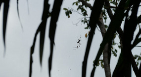 Tortuguero58