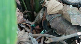 Tortuguero59