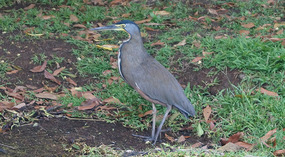 Tortuguero6
