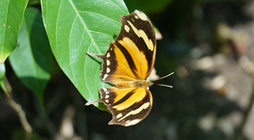 Tortuguero64