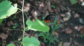 Tortuguero65