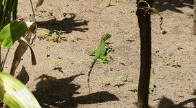 Tortuguero67