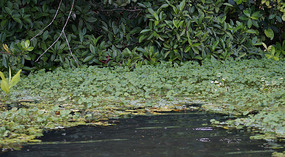 Tortuguero68