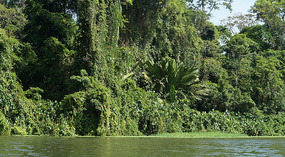 Tortuguero69