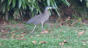 Tortuguero7