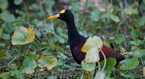 Tortuguero71