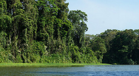 Tortuguero73