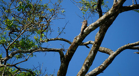 Tortuguero75