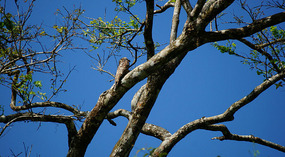 Tortuguero76