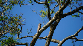 Tortuguero77