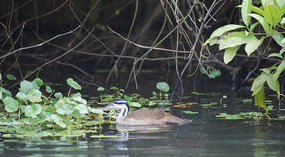 Tortuguero79