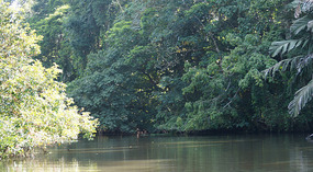 Tortuguero80