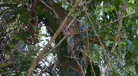 Tortuguero81