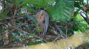 Tortuguero83