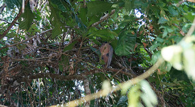 Tortuguero84