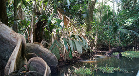 Tortuguero85