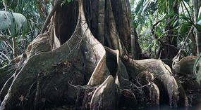 Tortuguero86