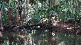 Tortuguero87