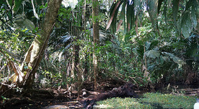 Tortuguero88