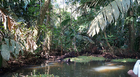 Tortuguero89