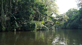 Tortuguero90