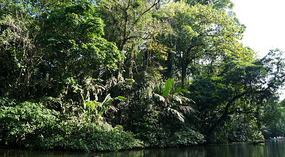 Tortuguero91
