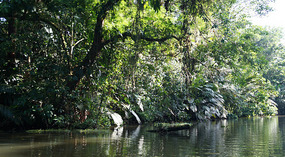 Tortuguero92