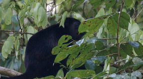Tortuguero96