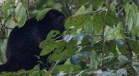 Tortuguero97