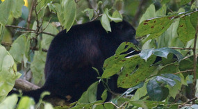 Tortuguero99