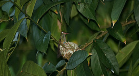 Puerto Viejo9