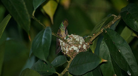 Kolibri1