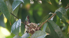 Kolibri4