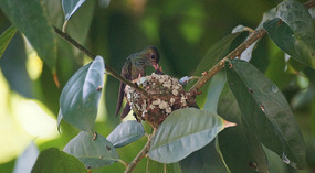 Kolibri5