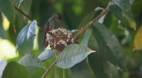 Kolibri6