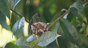 Kolibri7