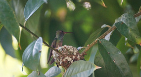 Kolibri8