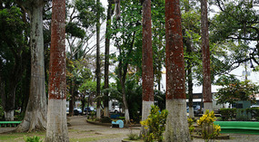 Limon2