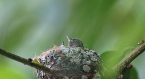 in Garten1