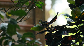 in Garten3